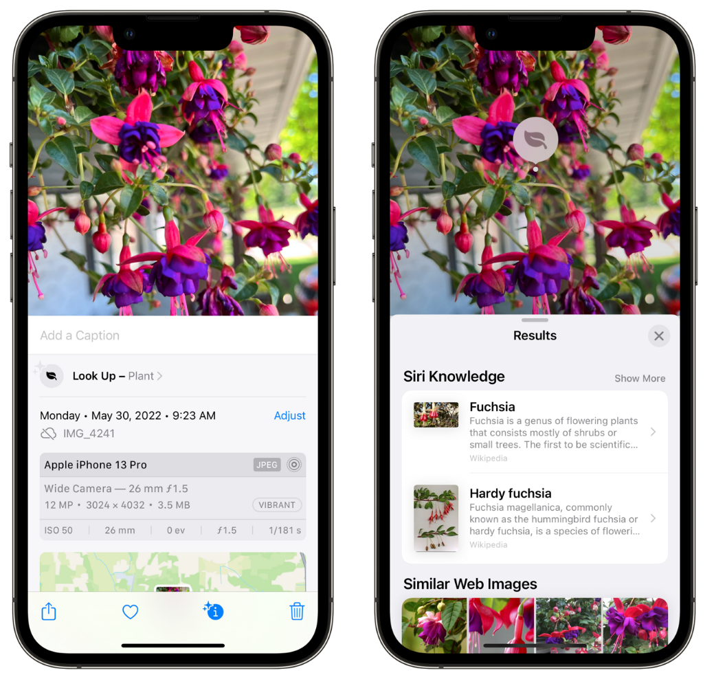 七叉镇苹果手机维修分享小技巧：使用 iPhone 相机识别花卉植物 